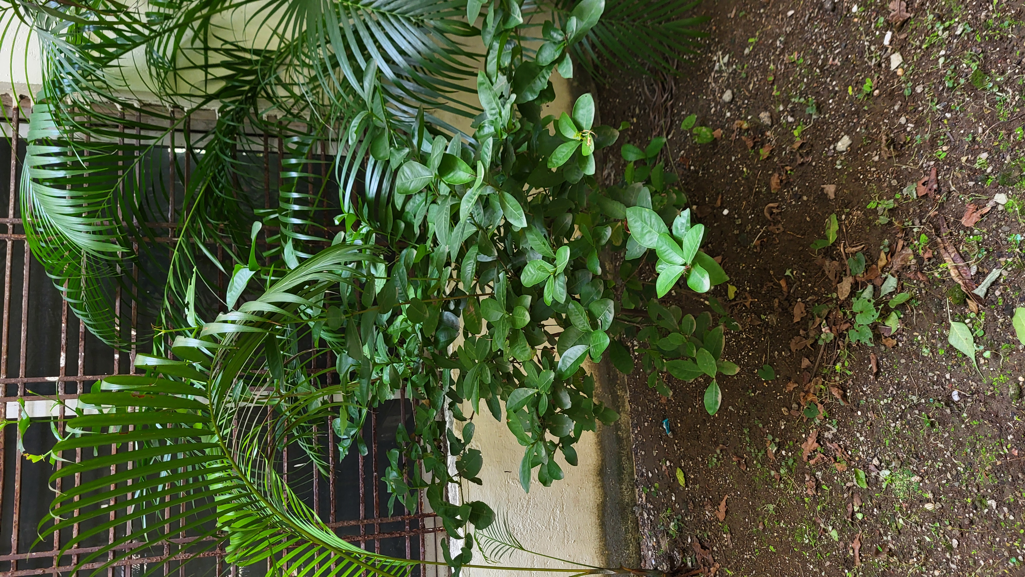 Mango Tree